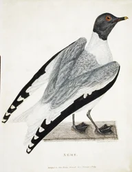 Xeme, illustration fra A Voyage of discovery..., 1819 (håndkoloreret gravering)